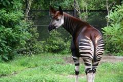 我想為動物園加油!